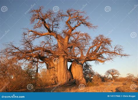 Baobab Tree In Botswana Stock Photo Image Of Exotic