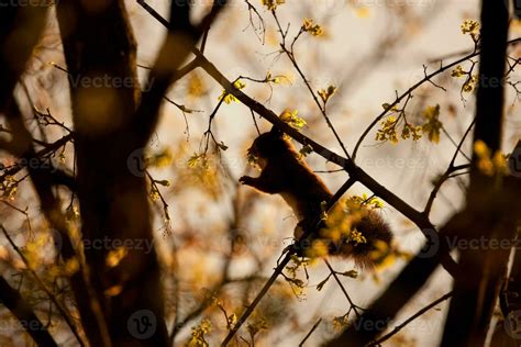 Red Squirrel Sciurus Vulgaris Sciuridae 23539628 Stock Photo At Vecteezy