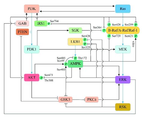 Cross Talk Between PI3K AKT AMPK And Ras Raf MEK ERK Pathway Black