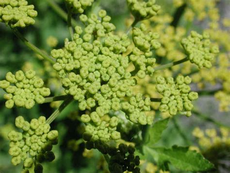 Wild Parsnip Pastinaca Sativa 23 Wild Flowers Of Sleepy Hollow