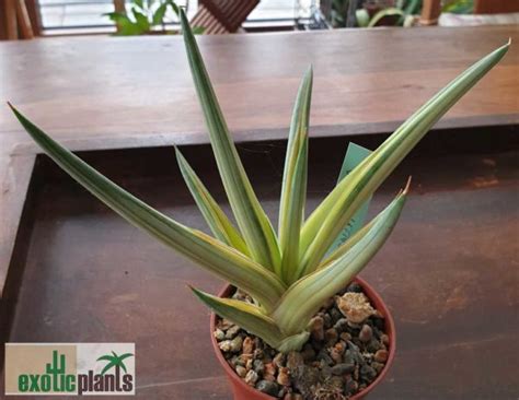 Sansevieria Ballyi Star Variegata Exoticplants Spezialist F R