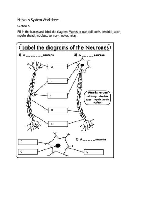 Solved Nervous System Worksheet Section A Fill In The Blanks Worksheets Library