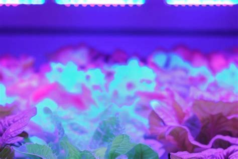 Hydroponic Grow Lights :Illuminate Success - Urban House Garden