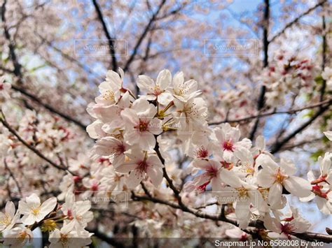 桜のクローズアップの写真・画像素材 6566008 Snapmart（スナップマート）