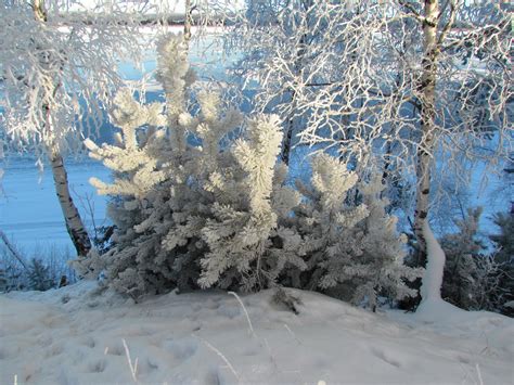 Russia Winter Spruce Snow Branches Hd Wallpaper Rare Gallery