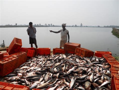 Pangasius Aquaculture Growing In India Responsible Seafood Advocate