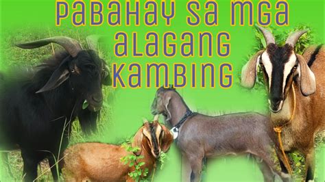 Goat Farmingsimpleng Pabahay Sa Mga Alagang Kambing Youtube