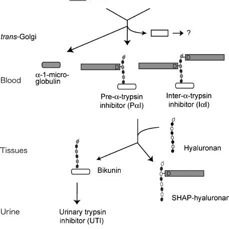 (PDF) Structure and Function of Inter--Trypsin Inhibitor Heavy Chains