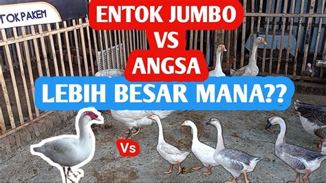 PERBANDINGAN ENTOK JUMBO DENGAN ANGSA PERBEDAAN ENTOK DAN ANGSA