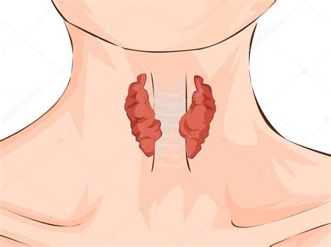 Gl Ndula Tiroidea Y Tr Quea Mostradas En Una Mujer Concepto M Dico