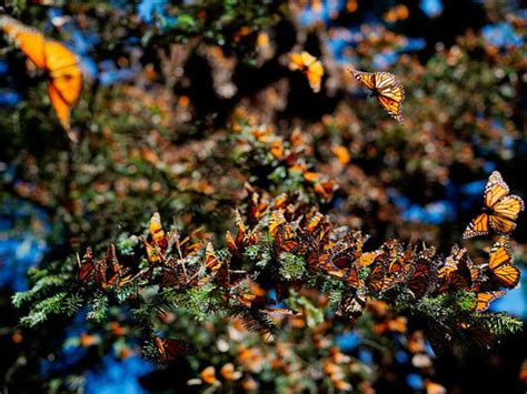 Alistan Reapertura Para Santuarios De La Mariposa Monarca En Edomex