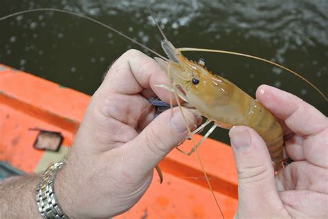 The Timmons-Mitchell Life: Shrimp Fishing