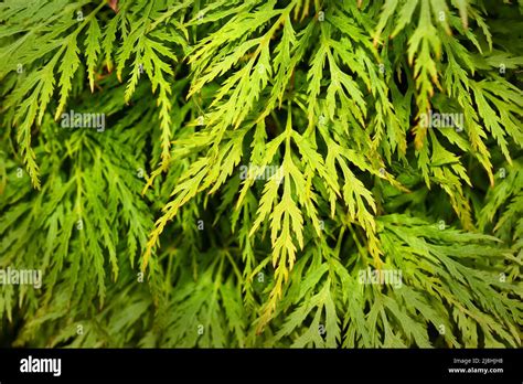 Cluster Of Fresh Green Leaves On A Japanese Maple Shrub Stock Photo Alamy