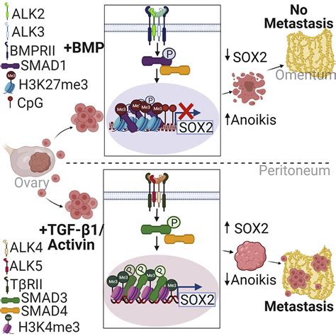 Reciprocal Sox Regulation By Smad Smad Is Critical For Anoikis