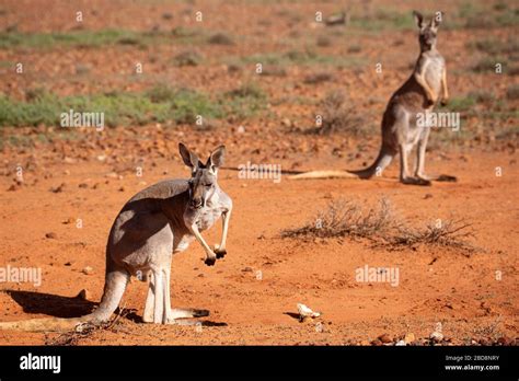 Canguros En El Desierto Australiano Fotograf As E Im Genes De Alta