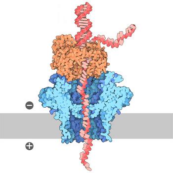 Pdb Molecule Of The Month Dna Sequencing Nanopores