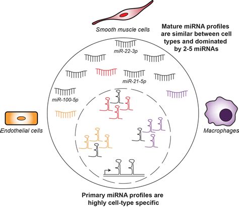 Profiling Of Primary And Mature MiRNA Expression In Atherosclerosis