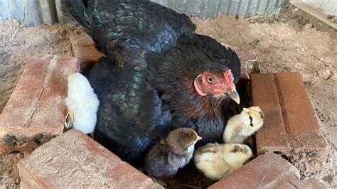 Amazing Hen Try Hatching 12eggs In Old Bricks Nest New Baby Chickens