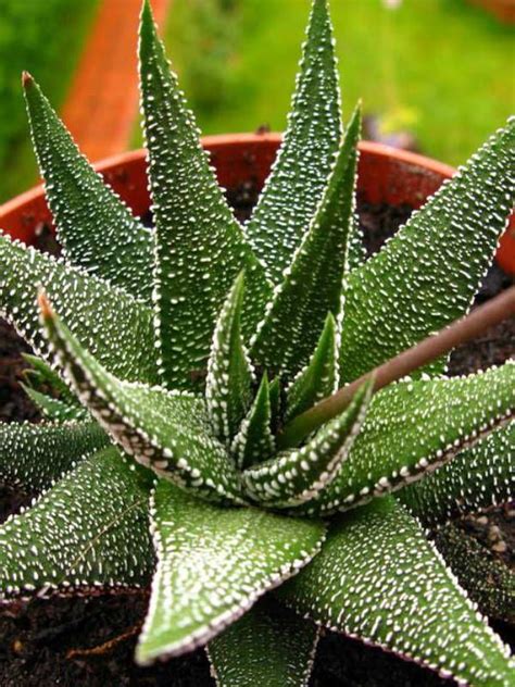 Haworthiopsis Attenuata Var Radula Hankey Dwarf Aloe World Of