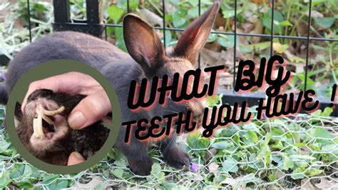 How To Trim Overgrown Rabbit Teeth Youtube