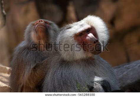 Adelaide Zoo Animals Stock Photo 561288100 | Shutterstock