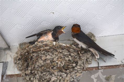 Hirundo Rustica Nest Under the Eaves Stock Photo - Image of beak ...