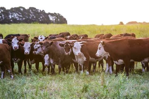 Cattle Farming Stock Photos, Images and Backgrounds for Free Download