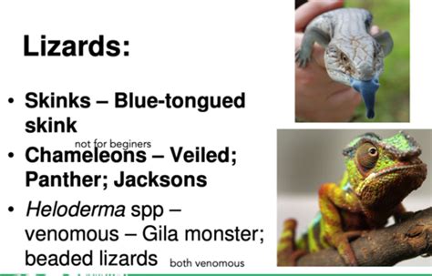 Reptiles 1 And 2 Flashcards Quizlet