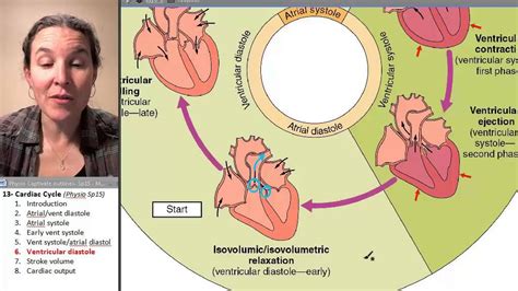 Cardiac Cycle 6 Ventricular Diastole Youtube