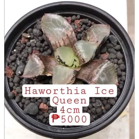 Haworthia Ice Queen Live Succulent Shopee Philippines