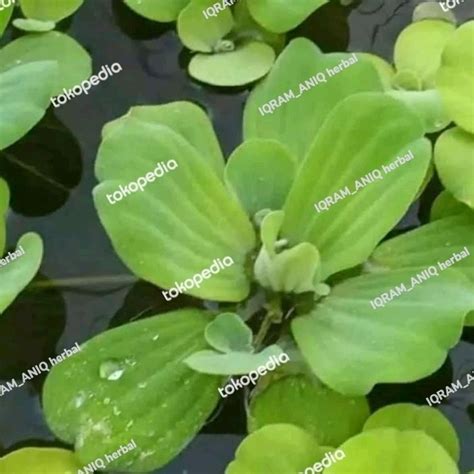 Jual 1kg Tanaman Air Apu Apu Tanaman Apung Apung Hiasan Kolam Aquascape