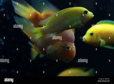 Yellow Parrot Fish