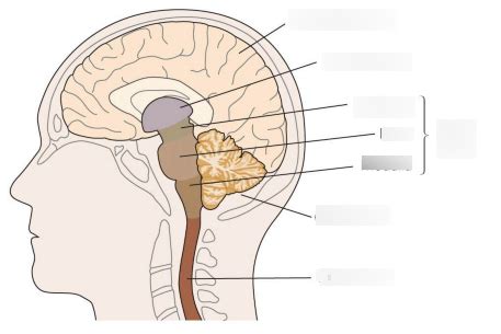 Neuro Quiz D Diagram Quizlet