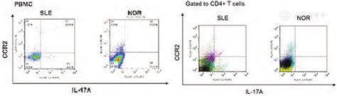 Mscs Relieve Sle By Modulation Of Th17 Cells Through Mmps Ccl2 Ccr2 Il