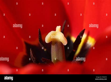 tulip - close up Stock Photo - Alamy