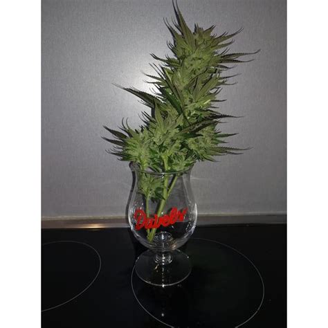 White Fire Og Feminized Cannabis Seeds From Growerschoice