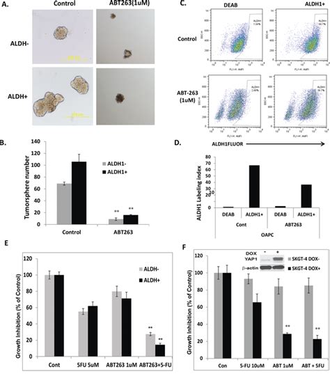 Abt 263 Induces Apoptosis And Synergizes With Chemotherapy By Targeting Stemness Pathways In