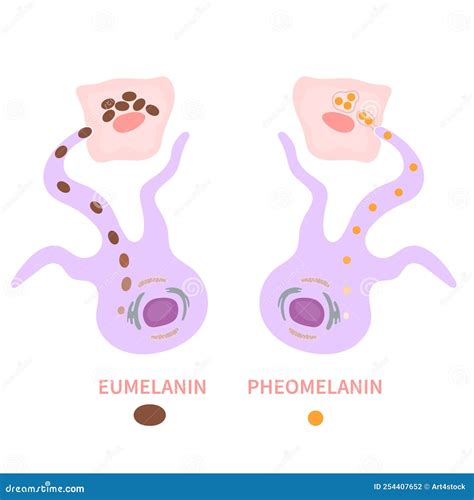 Melanocyte Melanin Producing Cells Melanocyte Structure Cartoon