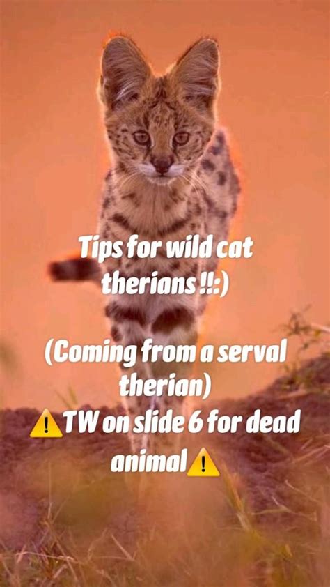 Cat Cattherian Cattheriotype Therian Wildcattherian Wildcat