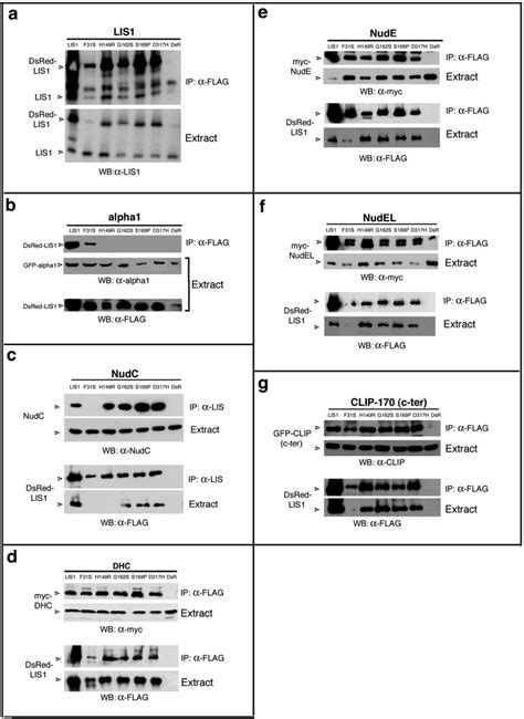 Co Immunoprecipitations Lis Flag Dsred Wild Type Or Mutated Were