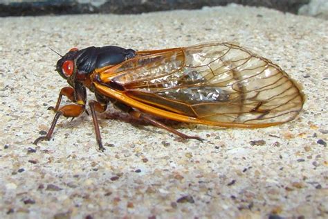 Math Separates Magicicadas From Regularcicadas | Science 2.0