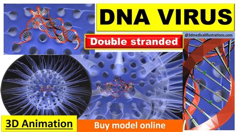 Double Stranded Dna Virus Enveloped Double Stranded Dna Virus Youtube