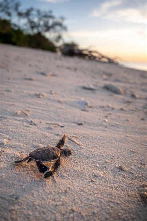 Turtle Season Turtle Breeding Turtle Hatching Bundaberg