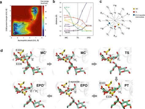 Qmmm Metadynamics Modeling Of The Bxgh99 Endo α 12 Mannanase