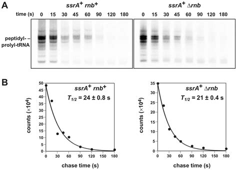 Pulse Chase Analysis Of Ribosome Recycling A Autoradiography Of