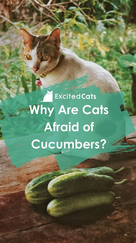 Why Are Cats Afraid Of Cucumbers The Reasons Explained Cats And