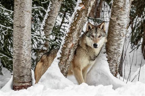 Watcher In The Woods Photograph By Wes And Dotty Weber Fine Art America