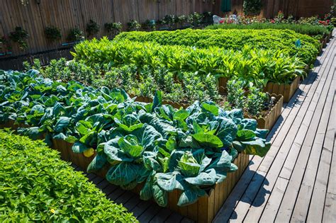 How To Fill A Tall Raised Garden Bed Quickly And Easily South Elmonte Hydroponics