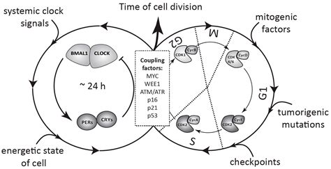 Circadian Clock Cell Division And Cancer From Molecules To Organism