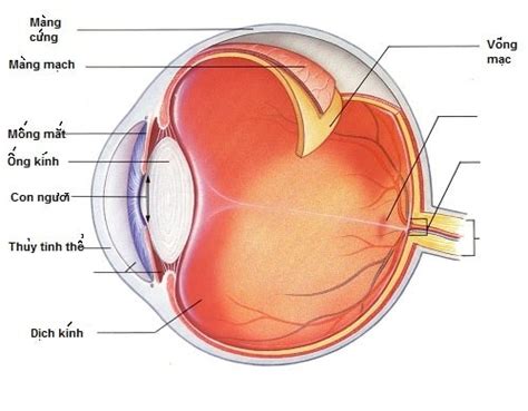 Cùng Khám Phá Cấu Tạo Và Chức Năng Của đôi Mắt Youmed